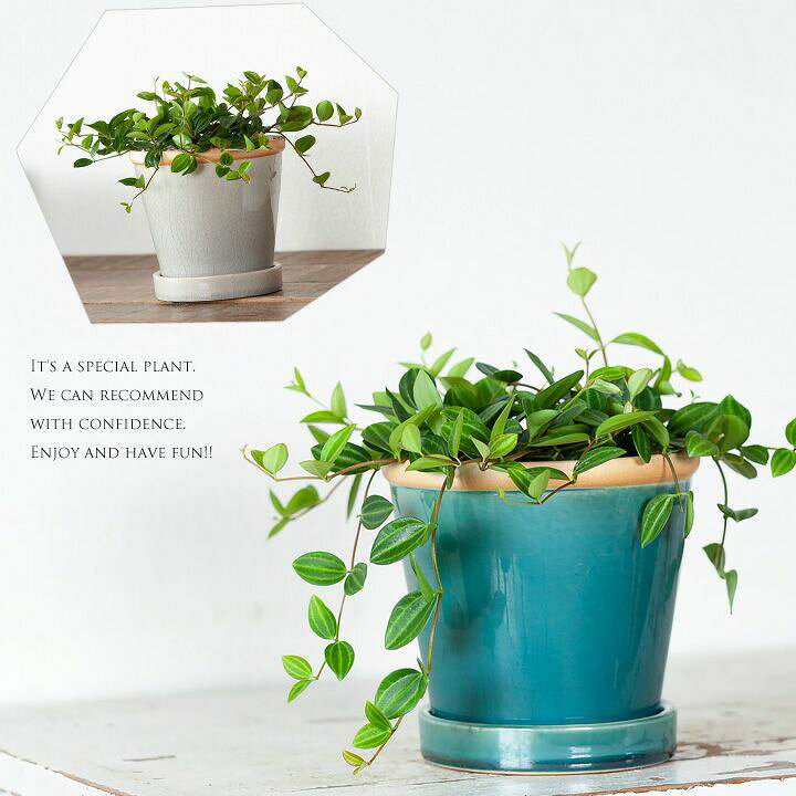 楽天市場 ペペロミア アングラータ陶器鉢 ｅ 花屋さん