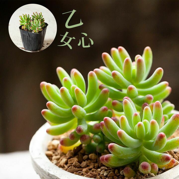 楽天市場 セダム 乙女心 多肉植物 ｅ 花屋さん