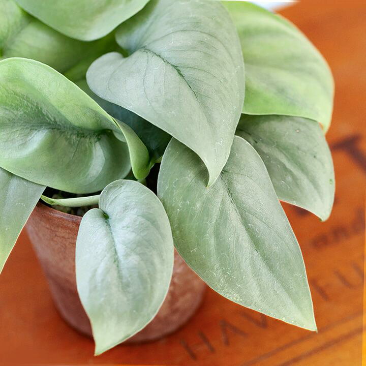 楽天市場 スキンダプサス オルモストシルバー ｅ 花屋さん