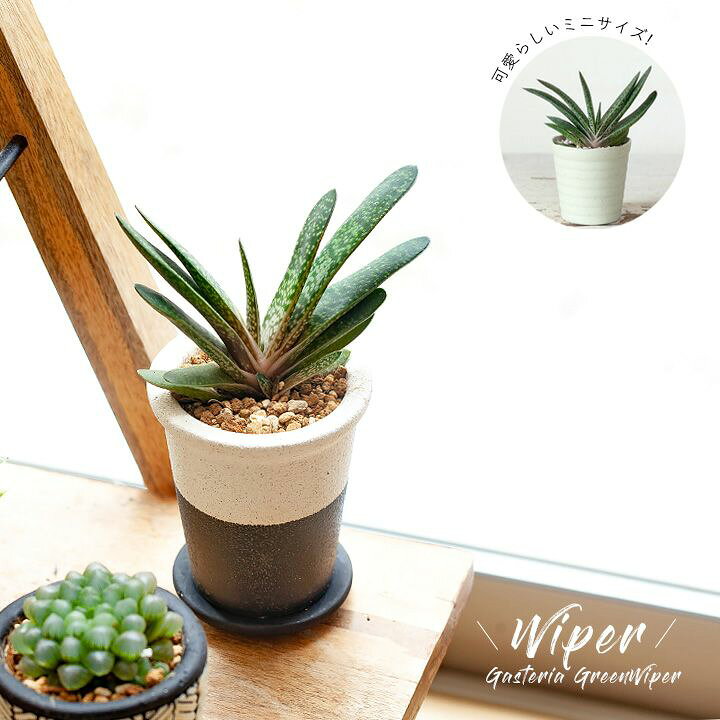 楽天市場 小さくて 可愛らしいガステリア ｅ 花屋さん