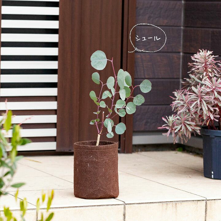 楽天市場 It S シュール ハートリーフユーカリ ポポラス ｅ 花屋さん