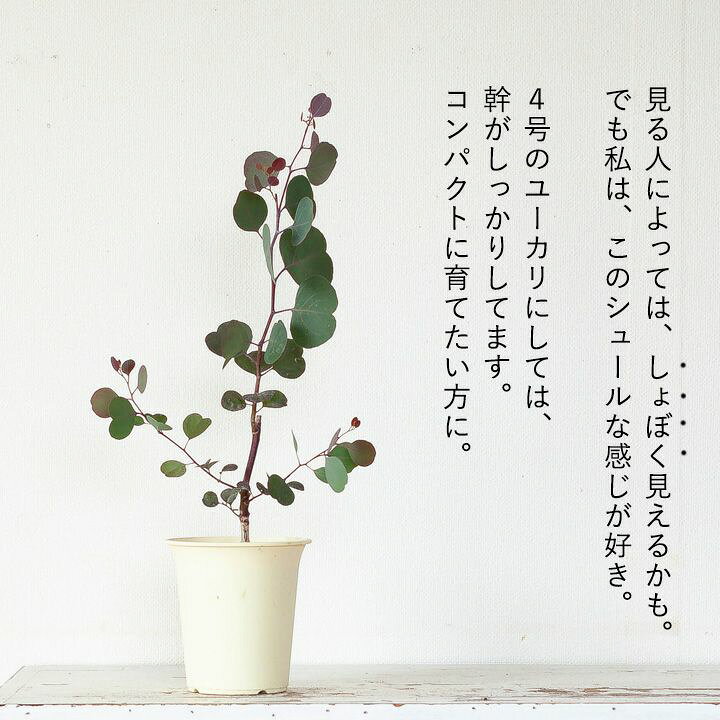 楽天市場 It S シュール ハートリーフユーカリ ポポラス ｅ 花屋さん