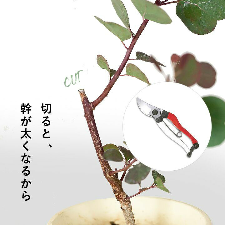 楽天市場】It