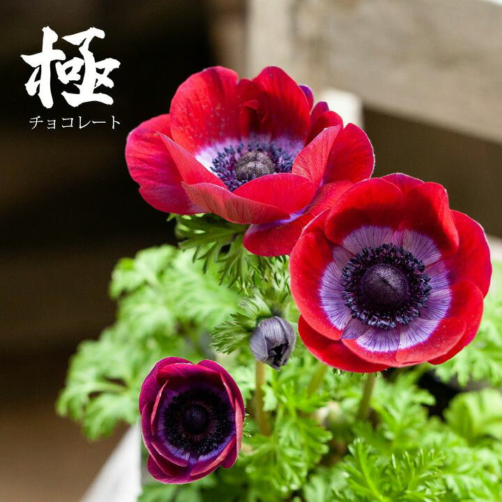楽天市場 2年生の球根 アネモネ 極 チョコレート 1pot ｅ 花屋さん