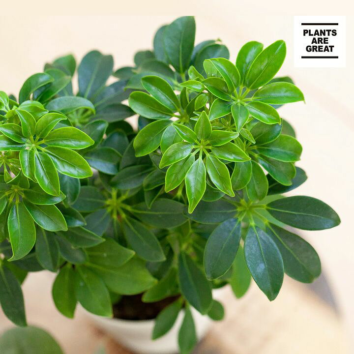 楽天市場 シェフレラ コンパクタ ｅ 花屋さん