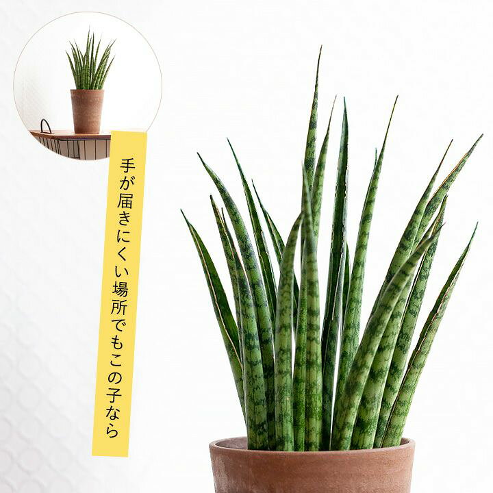 楽天市場 Tableグリーン サンスベリア ミカド系collection ｅ 花屋さん