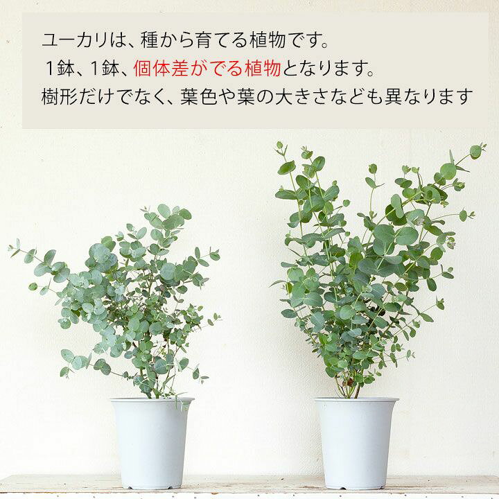 楽天市場 ユーカリ グニー ｅ 花屋さん