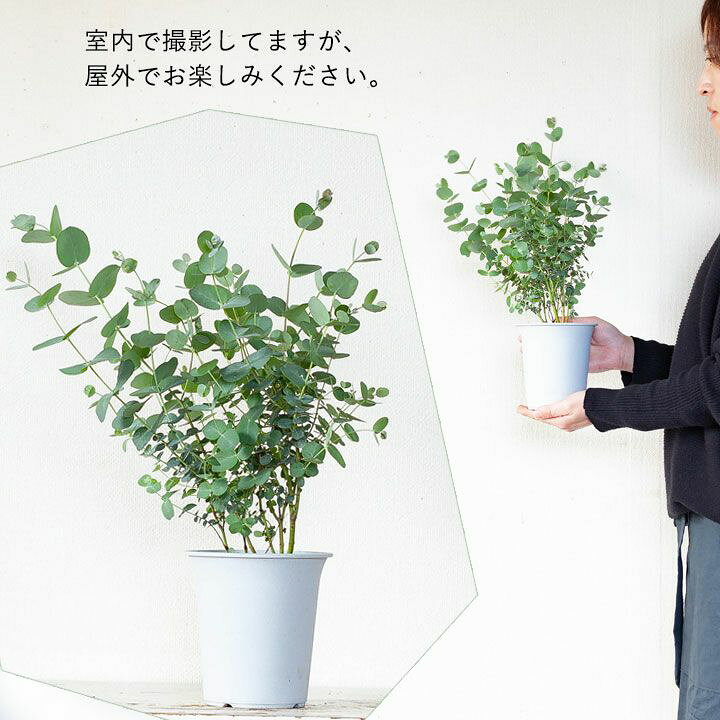 楽天市場 ユーカリ グニー e 花屋さん 楽天市場 ユーカリ グニー e 花屋さん