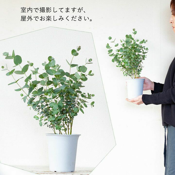 楽天市場 ユーカリ グニー ｅ 花屋さん