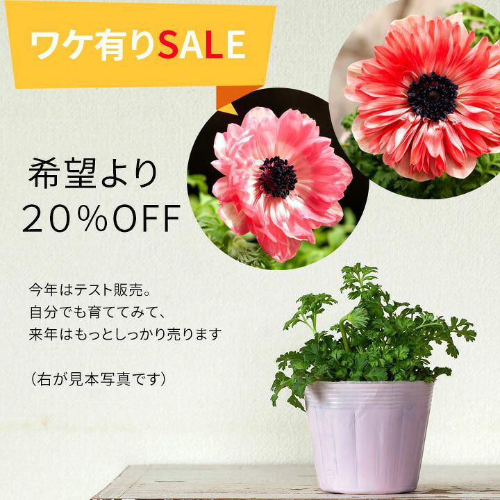 楽天市場 訳有りsale 話題のアネモネ アンアリス 1pot ｅ 花屋さん