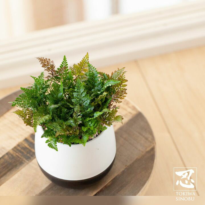 楽天市場 鉢から根が出るのを観察 トキワシノブ ｅ 花屋さん