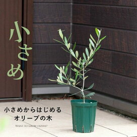 楽天市場 新着 ｅ 花屋さん