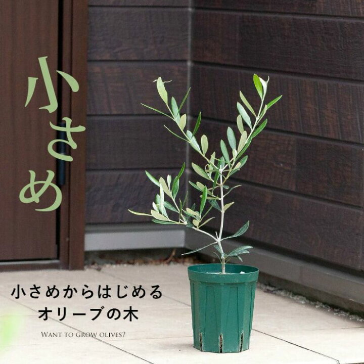 楽天市場 遊ぶ のに丁度いい オリーブ4号スリット鉢 ｅ 花屋さん
