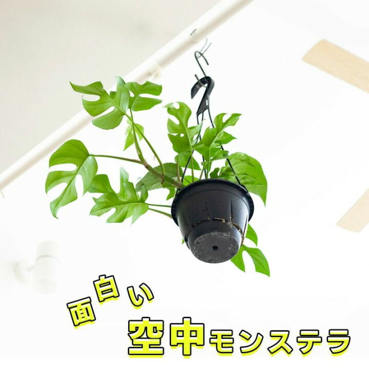 楽天市場 吊るして育てる 姫モンステラ ｅ 花屋さん