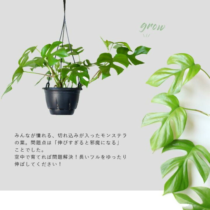 楽天市場 吊るして育てる 姫モンステラ ｅ 花屋さん
