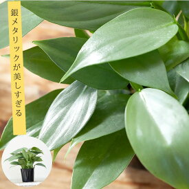 シルバーメタル「ボリュームあります」3号ポット苗銀葉 植物 フィロデンドロン 観葉植物 室内 インテリア 小さい 苗 植替え 植え替え ミニ おしゃれ インテリアグリーン ガーデニング オフィス リビング 鉢 おしゃれ 人気 インテリア ミニ観葉 ミニ樹木 緑のインテリア