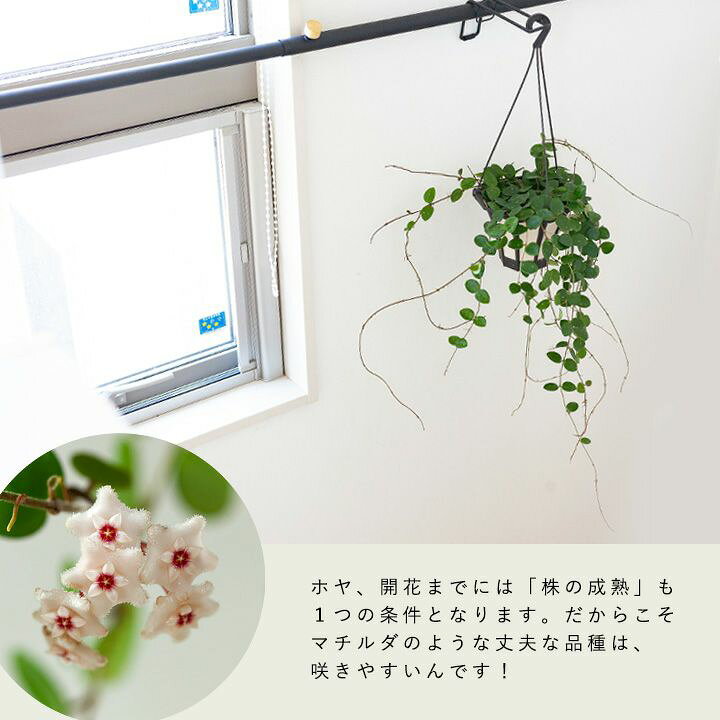 楽天市場 ホヤ マチルダ ｅ 花屋さん