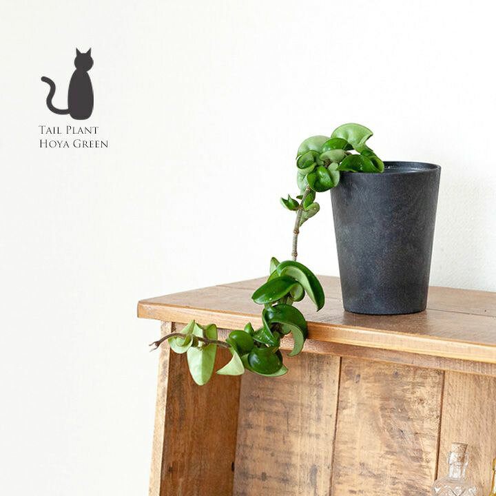 楽天市場 予約品 お届けは9 8 ホヤ コンパクタ ツル長め ｅ 花屋さん