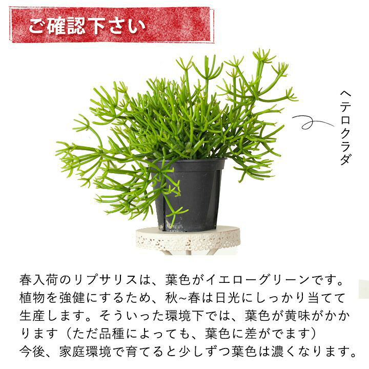 楽天市場 お手頃サイズ リプサリスのハンギングコレクション ｅ 花屋さん
