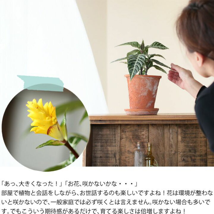 楽天市場 アフェランドラ ダニア トロピコ 3号苗 ｅ 花屋さん