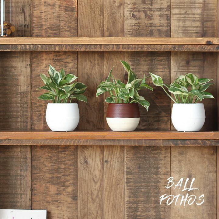 楽天市場 ポトス エンジョイ ミニボール ｅ 花屋さん