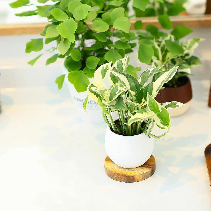 ナラーバー 押す ふざけた お 風呂 に 観葉 植物 風水 眩惑する 暴徒 会社