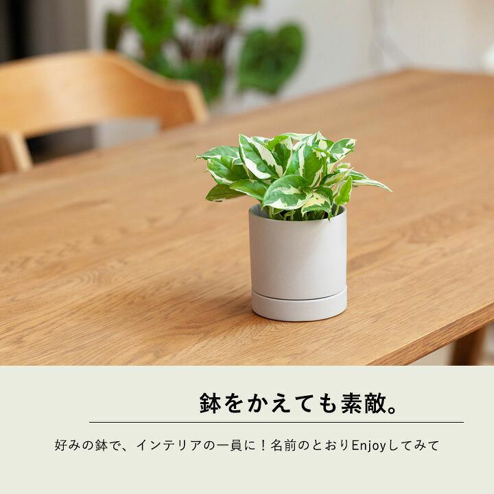 楽天市場 お届けは11 5 ポトス エンジョイ ミニボール ｅ 花屋さん