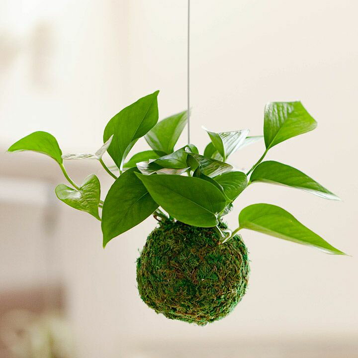 楽天市場 ポトス パーフェクトグリーンの苔玉 今だけ限定販売 ｅ 花屋さん