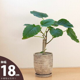 色んな植物に合せやすい、落ち着いた雰囲気の化粧鉢（18cm）