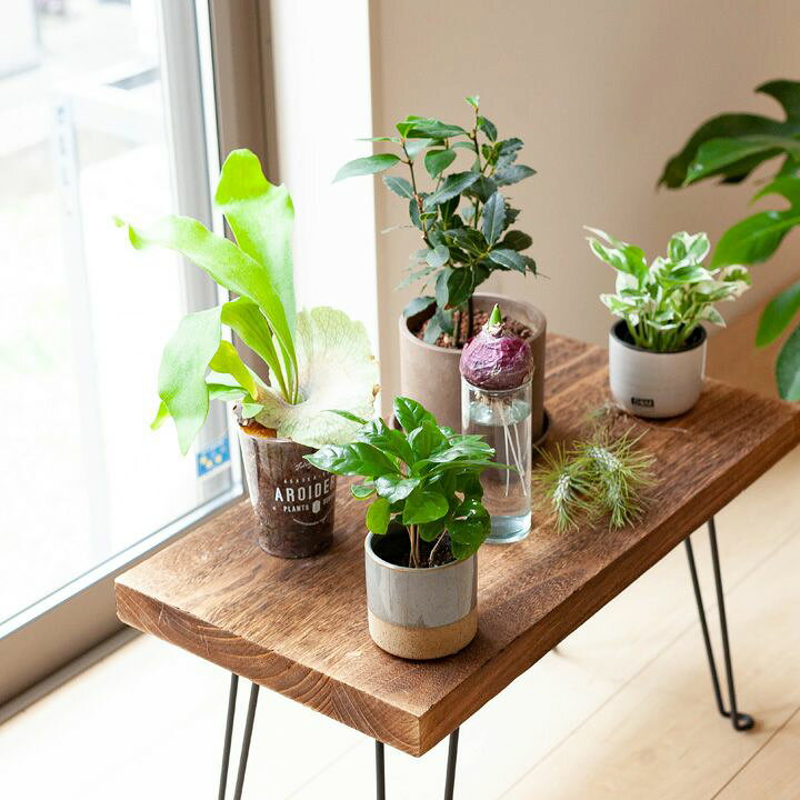 楽天市場 低めのプランツテーブル 観葉植物を飾る台 ｅ 花屋さん