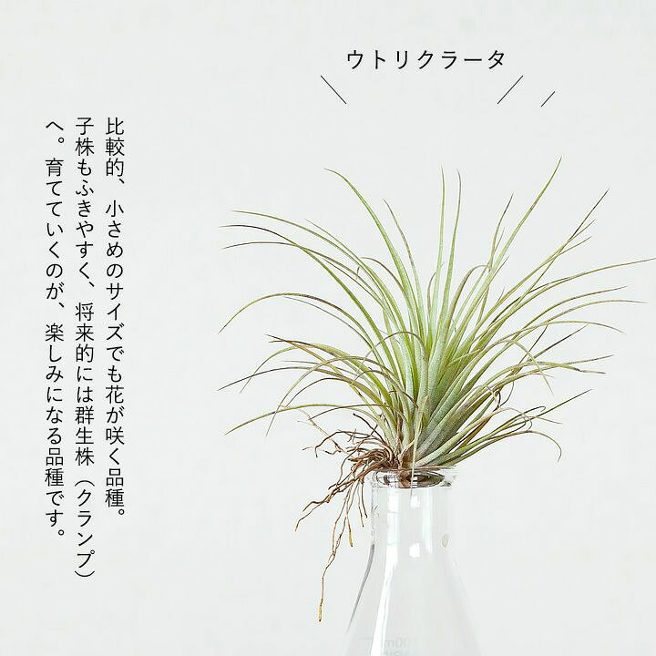 楽天市場 名人のエアープランツ ほどよく大きめサイズ 趣味の園芸でもお馴染みの杉山拓巳氏が愛情をかけて大きく育てました エアプランツはこのサイズがお勧め ハリシー バンハイニギー イオナンタ 観葉植物初心者 ｅ 花屋さん