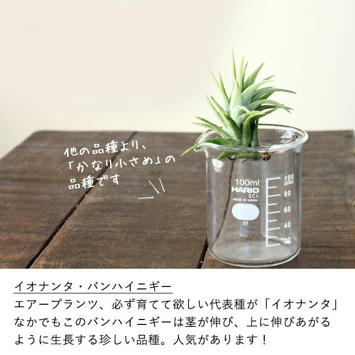 観葉植物エアープランツを長く楽しみたい方はコレ 名人のエアープランツ ほどよく大きめサイズ イオナンタ エアプランツはこのサイズがお勧め ハリシー バンハイニギー 観葉植物初心者 趣味の園芸でもお馴染みの杉山拓巳氏が愛情をかけて大きく育てました 激安特価品 ほど