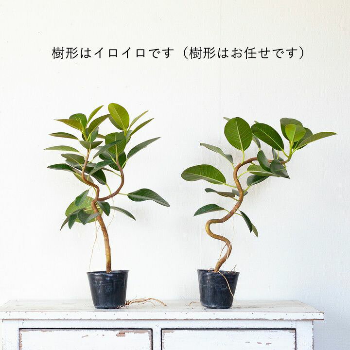 楽天市場 幹曲り フランスゴムの木3 5号苗 ｅ 花屋さん