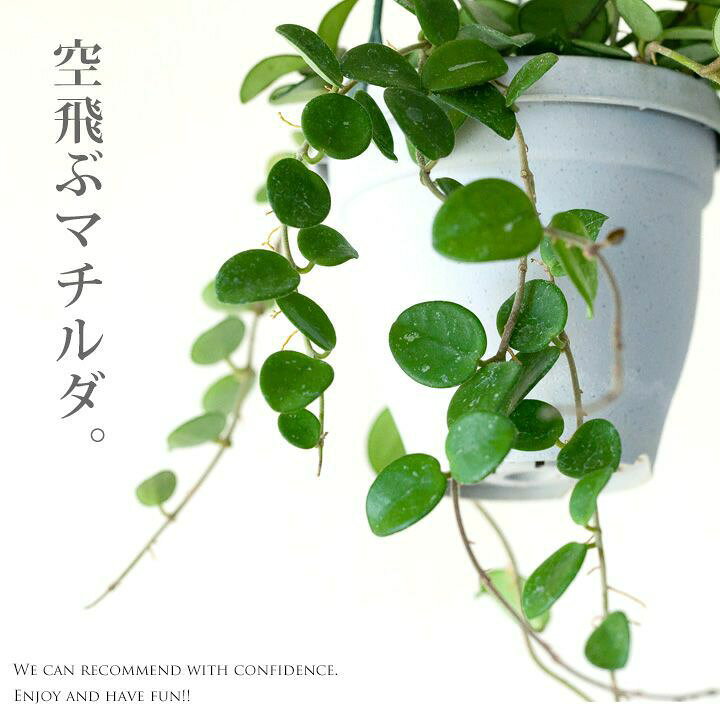 楽天市場】ホヤ・マチルダ吊り下げ 4号 吊り鉢 吊るす 植物 ハンギング 