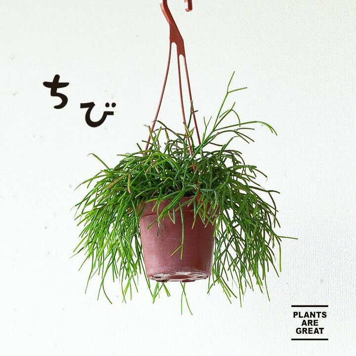 楽天市場 リプサリス カスッサ チビ だけど もさもさ ｅ 花屋さん