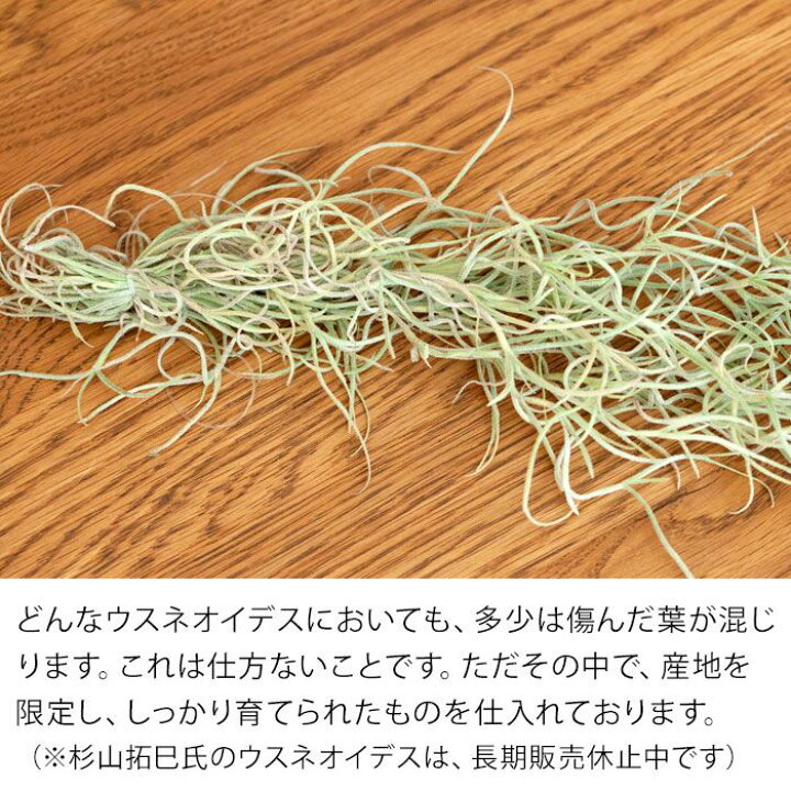 楽天市場】チランジア・ウスネオイデス(スパニッシュモス)観葉植物 エアープランツ 吊るす植物 インテリア : e-花屋さん