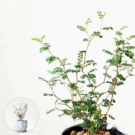 楽天市場 新着 ｅ 花屋さん