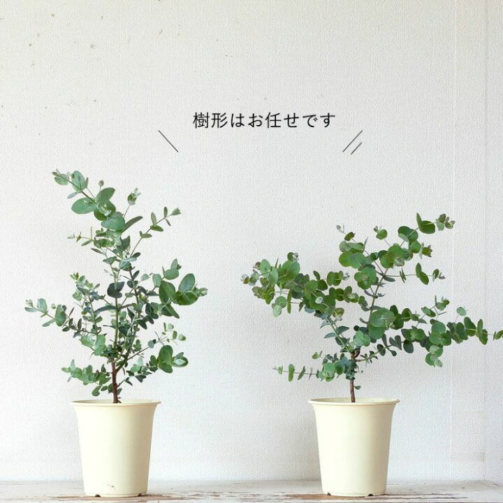 ユーカリ・グニー。始めてみるのに丁度いい4号鉢サイズ e-花屋さん 小さくて盛りっ!いい感じの「アングラータ」さん