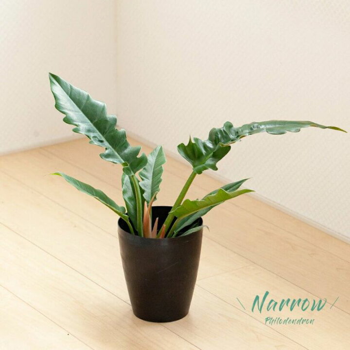 楽天市場 フィロデンドロン ナロー ｅ 花屋さん