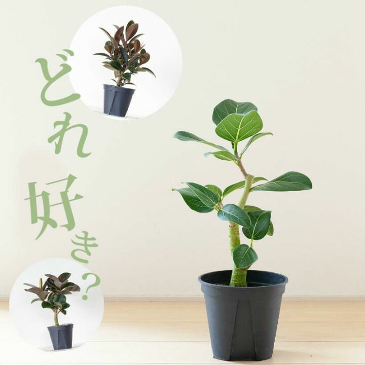 楽天市場 小さいのに幹がしっかりした ゴムの木 たち ｅ 花屋さん