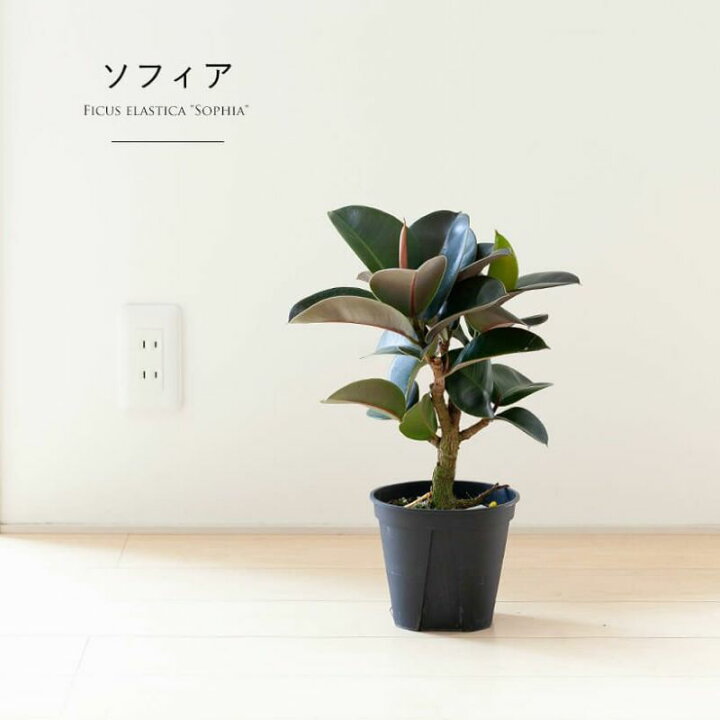 楽天市場 小さいのに幹がしっかりした ゴムの木 たち ｅ 花屋さん
