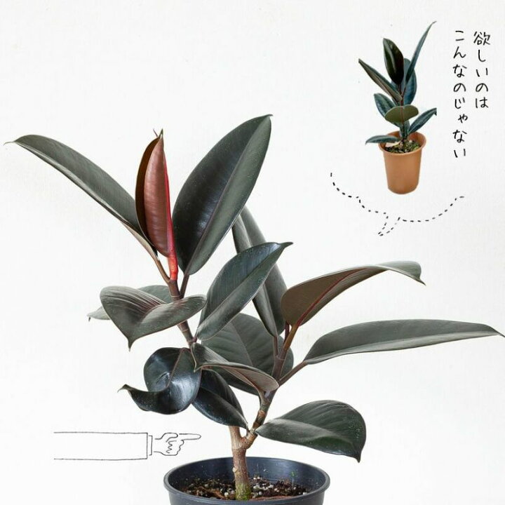 楽天市場 小さいのに幹がしっかりした ゴムの木 たち ｅ 花屋さん