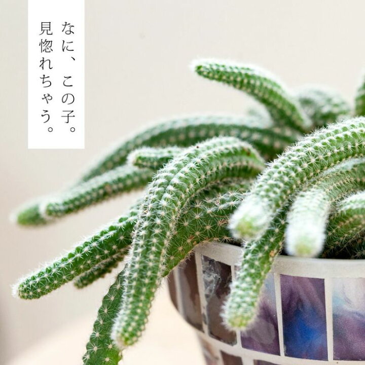 楽天市場 花咲くサボテン ビャクダン をモザイクタイルpot で ｅ 花屋さん