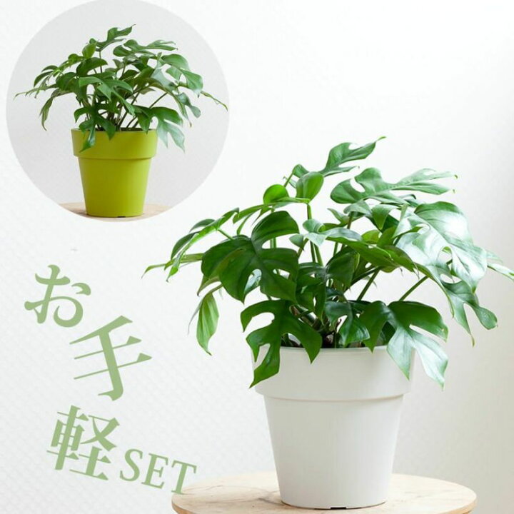 楽天市場 姫モンステラを 手軽な鉢カバーでドレスアップ 10ページの育て方冊子付き ｅ 花屋さん