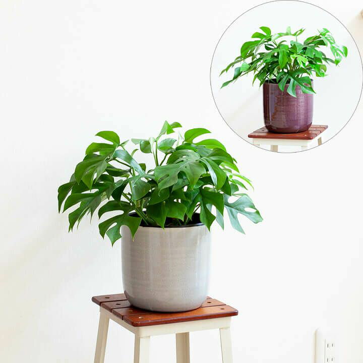楽天市場 お届けは8 3 姫モンステラと 陶器の鉢カバーset ｅ 花屋さん