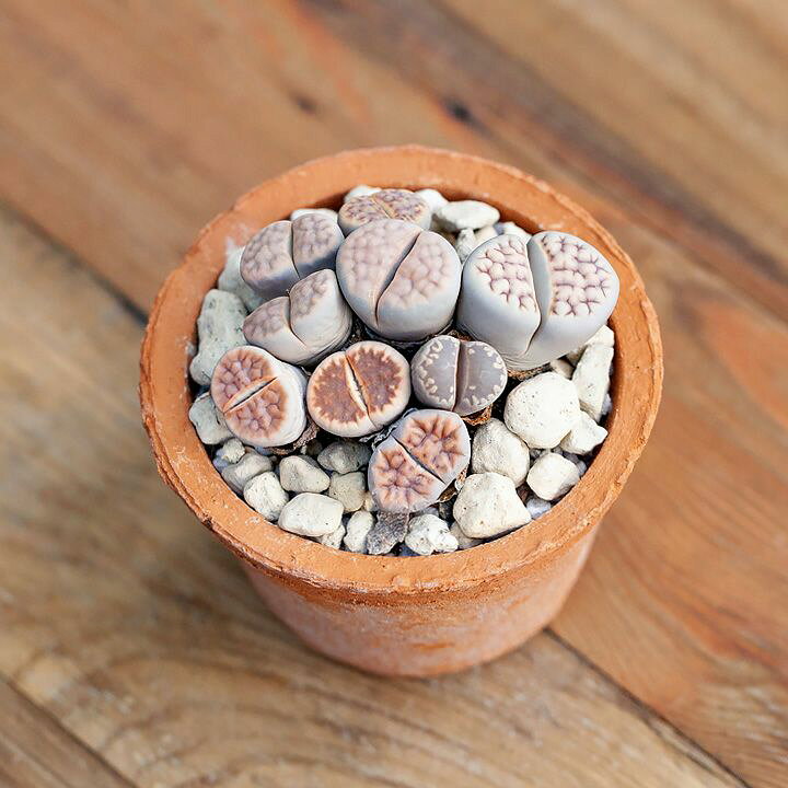 楽天市場 リトープスの寄せ植えを アンティーク風のモスポットで ｅ 花屋さん