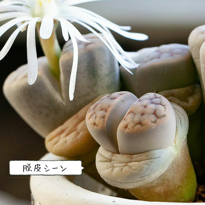 楽天市場 リトープスの寄せ植えを アンティーク風のモスポットで ｅ 花屋さん