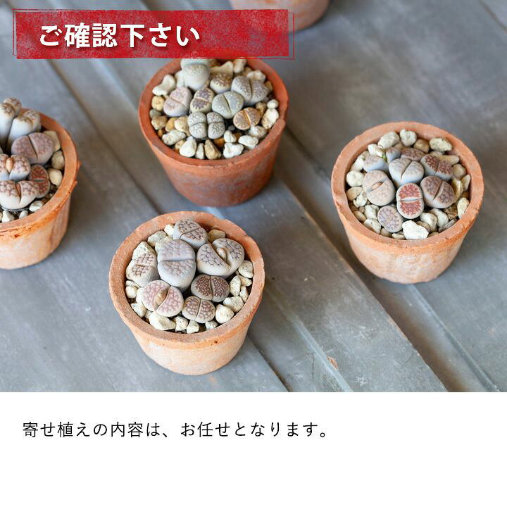 楽天市場 リトープスの寄せ植えを アンティーク風のモスポットで ｅ 花屋さん