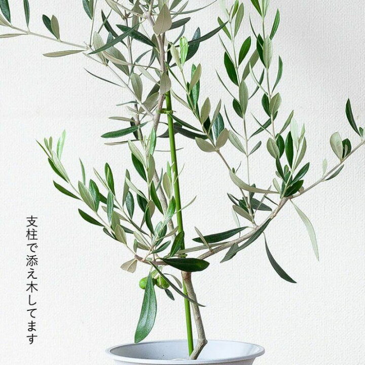 楽天市場 品種選べる 平和の木 オリーブselection 同梱不可 ｅ 花屋さん