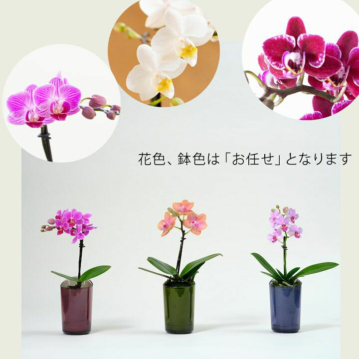 小さい胡蝶蘭の選び方